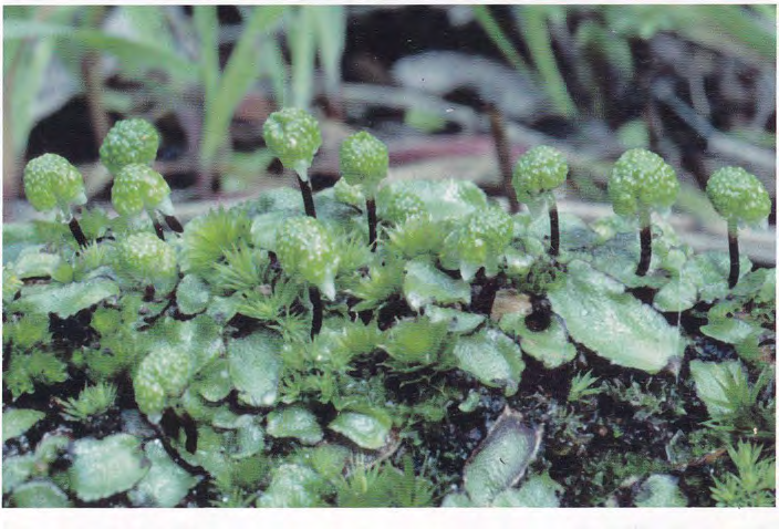 Asterella drummondii — habit photograph